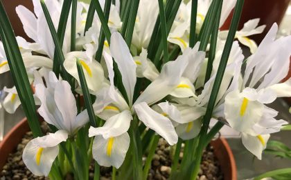 Iris reticulata 'White Caucasus' 